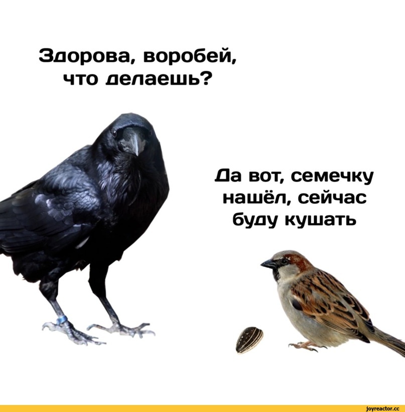 ﻿Здорова, воробей, что делаешь?
Па вот, семечку нашёл, сейчас буду кушать,Квазар комикс,Смешные комиксы,веб-комиксы с юмором и их переводы,длиннопост