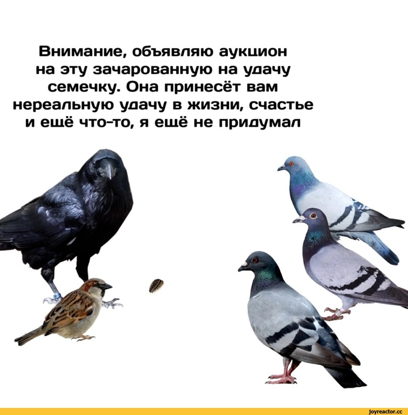 ﻿Внимание, объявляю аукцион на эту зачарованную на улачу семечку. Она принесёт вам нереальную улачу в жизни, счастье и ешё что-то, я ешё не прилумал,Квазар комикс,Смешные комиксы,веб-комиксы с юмором и их переводы,длиннопост