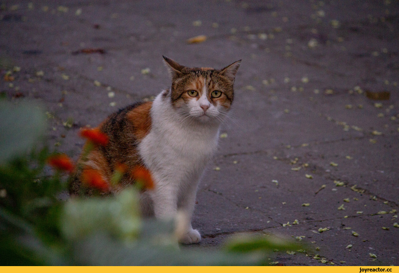 котэ,прикольные картинки с кошками,одесские котики