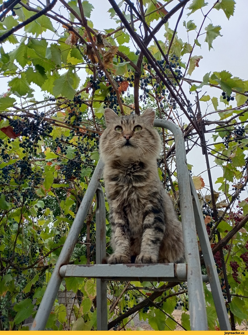 котэ,прикольные картинки с кошками,садоводство,cats